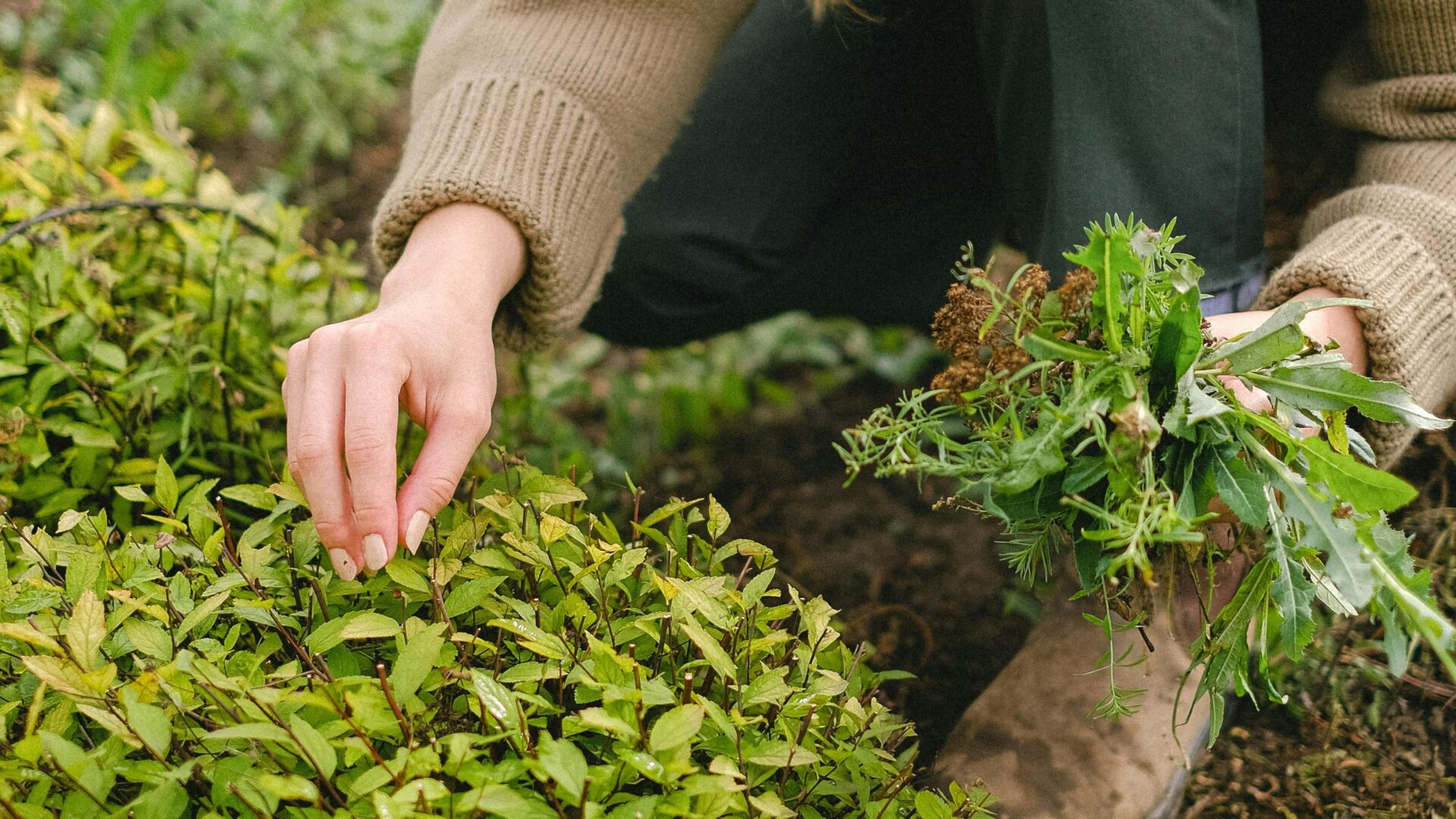 Werking van planten en kruiden voor ons lichaam