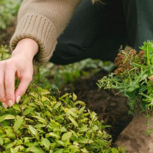 Werking van planten en kruiden voor ons lichaam