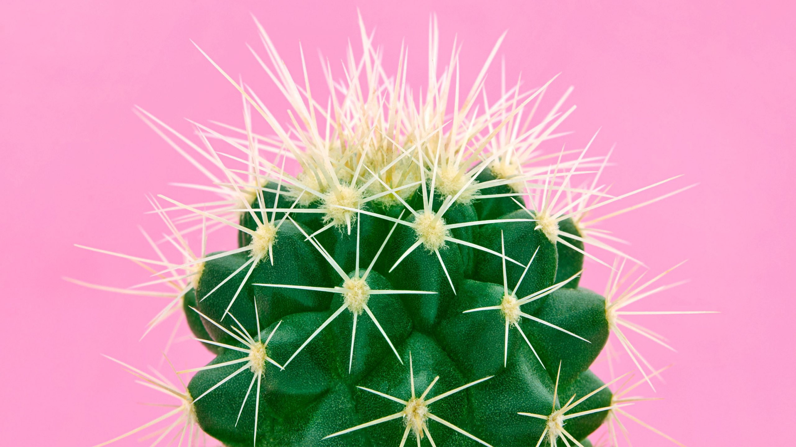 Keuze Een deel geest 5 redenen waarom jouw cactus doodgaat - gezondNU