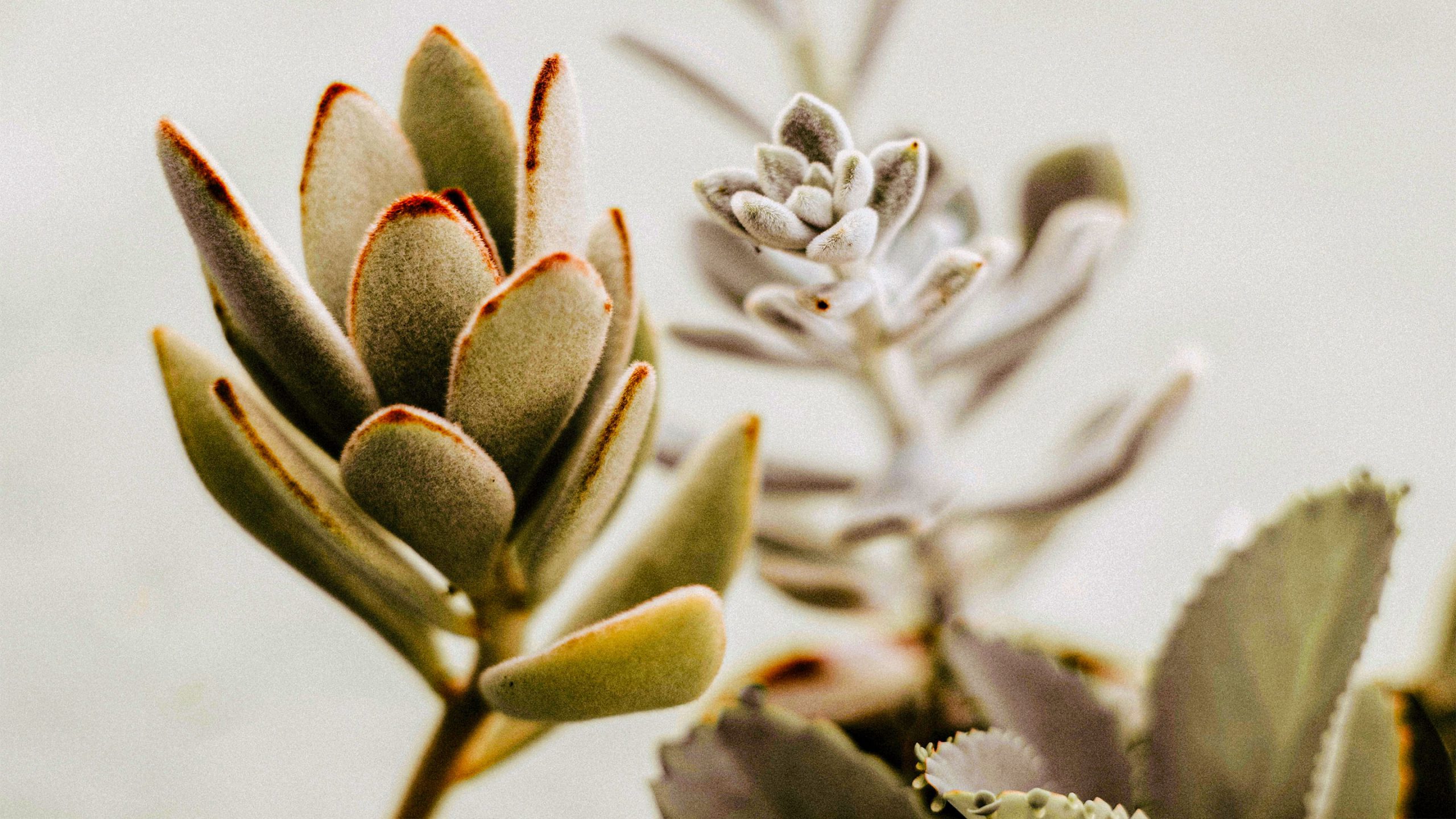 Optimaal Onderdompeling Kolibrie Deze kamerplanten helpen tegen een droge huid - gezondNU