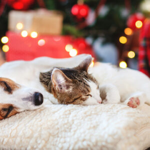 huisdieren stress kerst en nieuwjaar