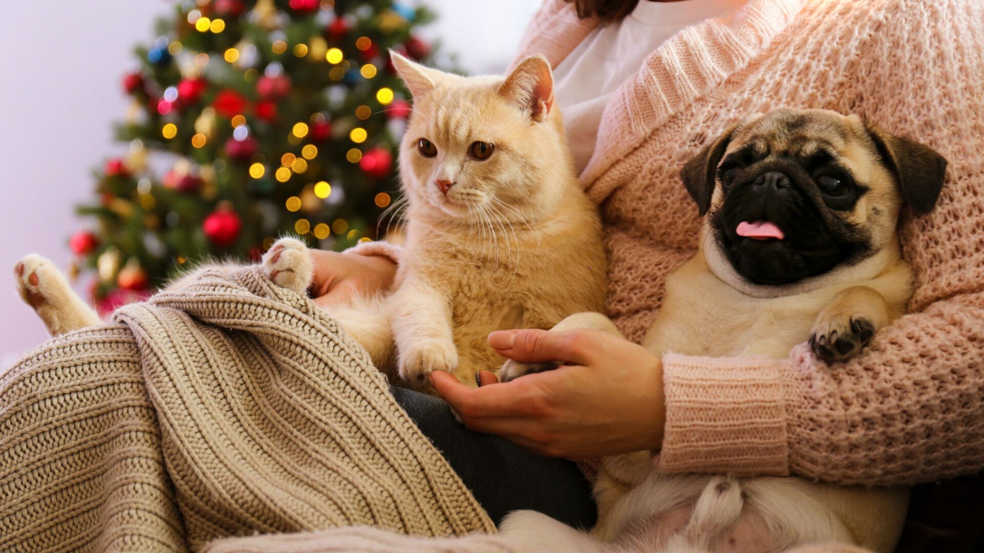 huisdieren en feestdagen