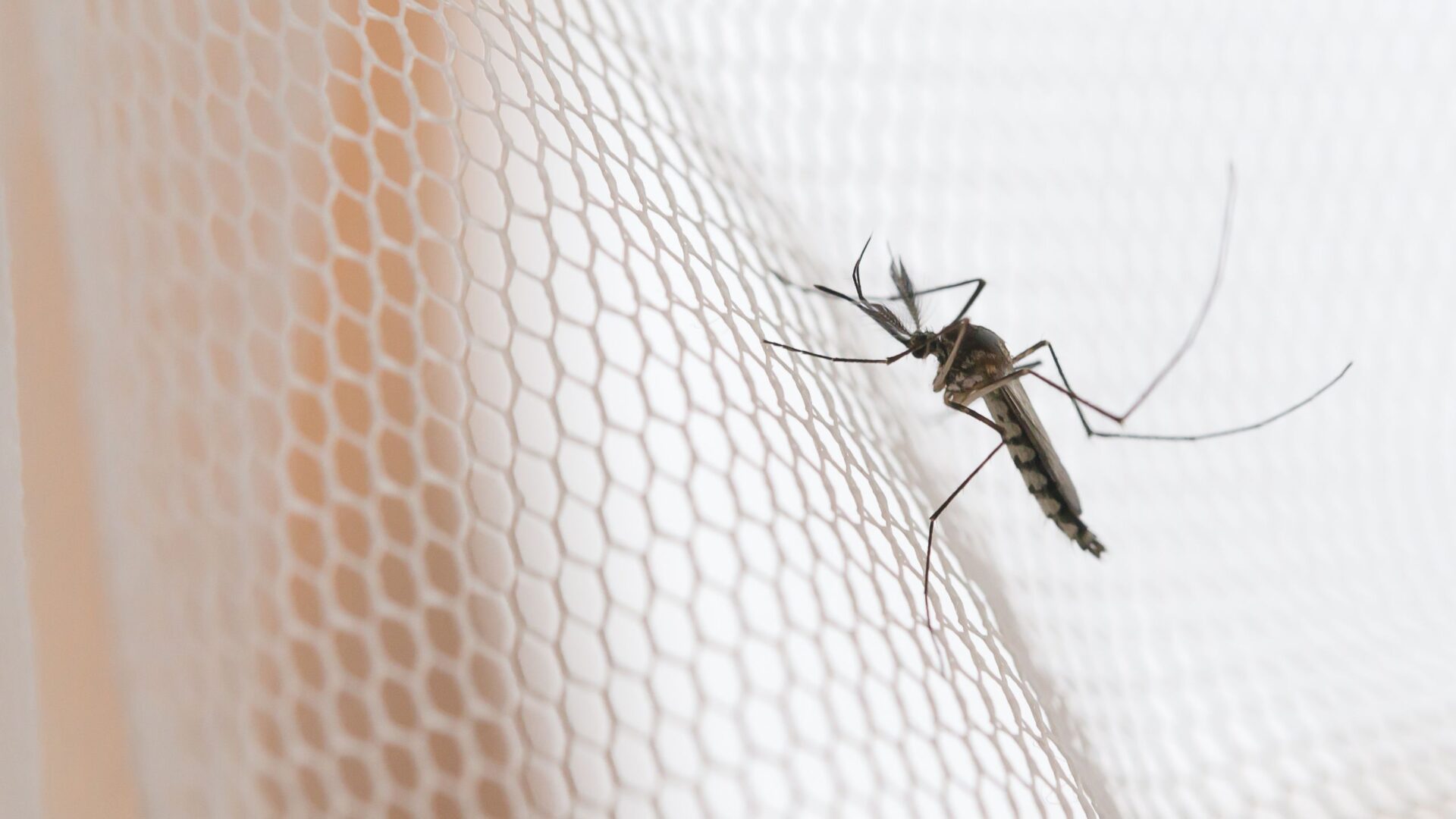meer muggen verwacht tips voor jeukende muggenbulten