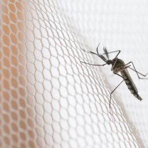 meer muggen verwacht tips voor jeukende muggenbulten