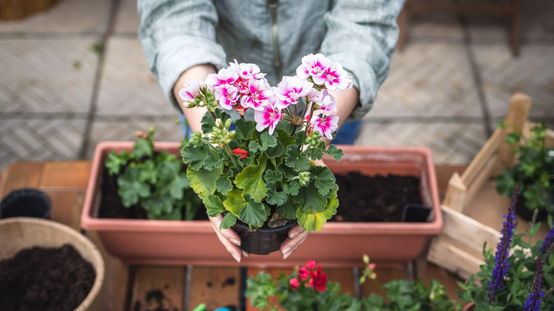 geurige geranium