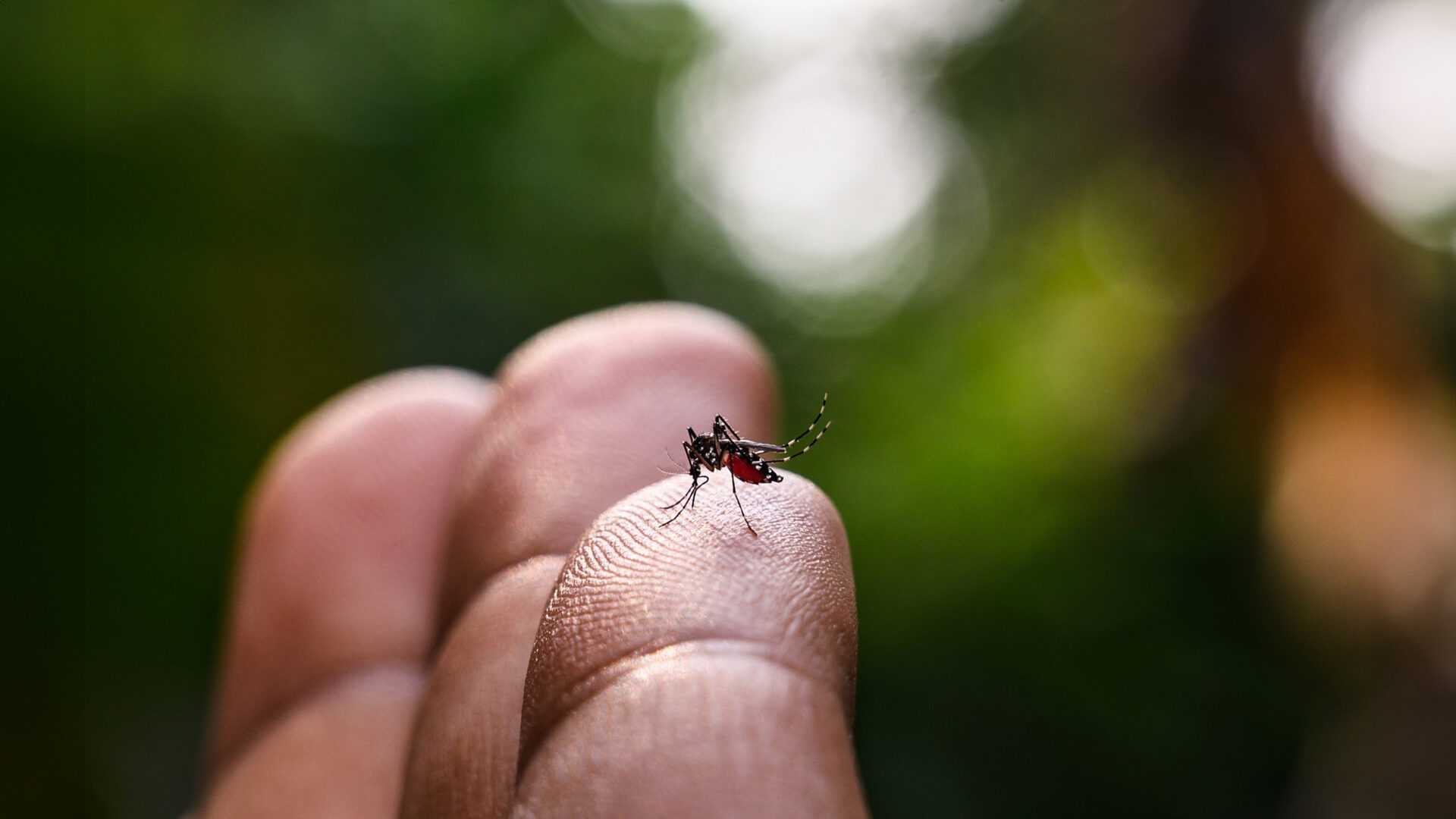 Dengue rukt op in Nederland