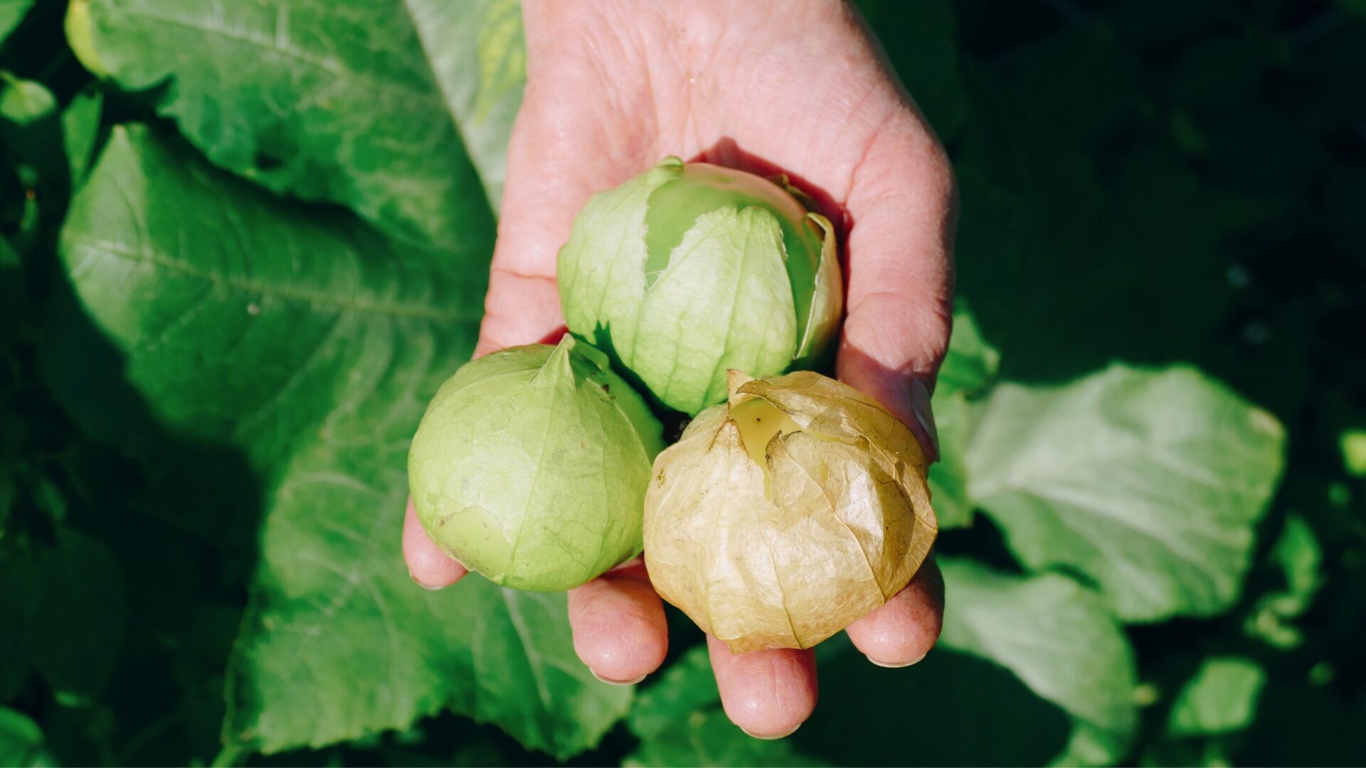 Tomatillo een vergeten groente in Marga's moestuin